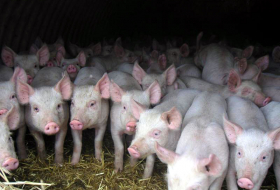 Названа численность поголовья свиней в Азербайджане