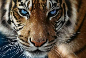 Сотрудница зоопарка в Великобритании погибла при нападении тигра