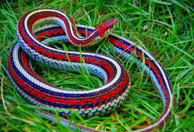 Ученые раскрыли тайну скольжения змей