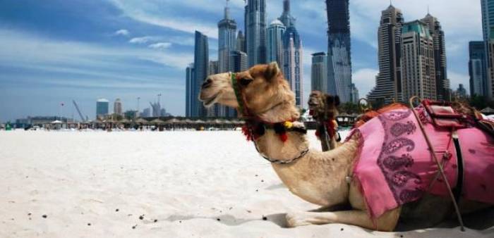Саудовская Аравия выдворяет катарских верблюдов