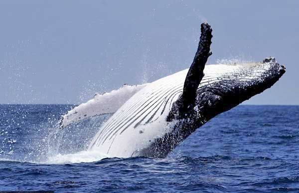 Сегодня всемирный День китов