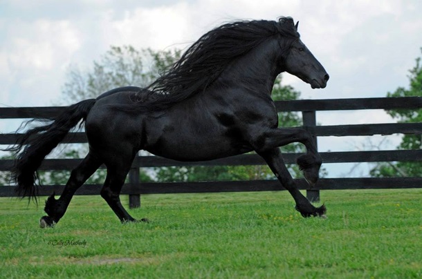 Найден “самый красивый в мире” конь - ФОТО