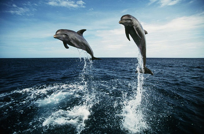 Сегодня всемирный день китов и дельфинов 