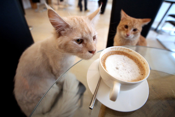 В Петербурге открылось крупнейшее в Европе кафе для котов