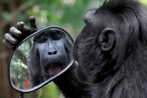 Ученые доказали, что обезьяны могут узнавать себя в зеркале