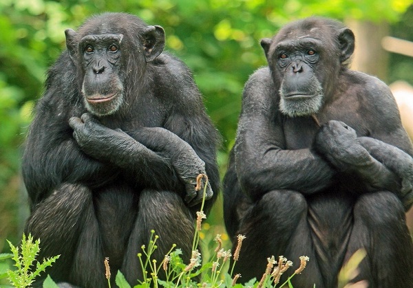 Ученые: Шимпанзе учатся бить орехи быстрее людей

