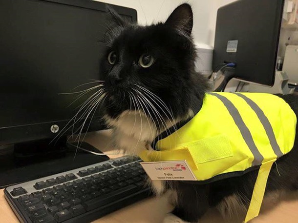 В Англии железнодорожную кошку назначили контролером - ФОТО