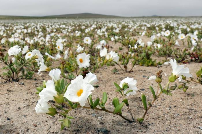 В самой засушливой пустыне выросли цветы