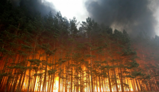 В Грузии снова бушует лесной пожар