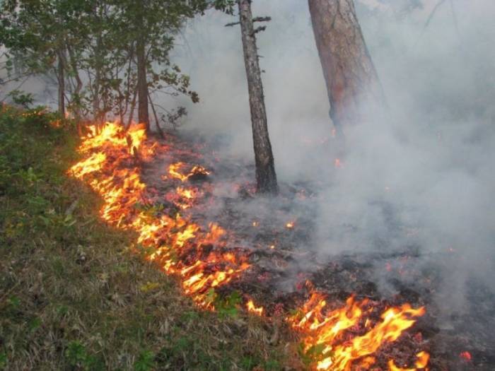 В Огузе и Габале тушат лесные пожары