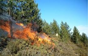 Лесной пожар перекинулся на Шахдагский национальный парк