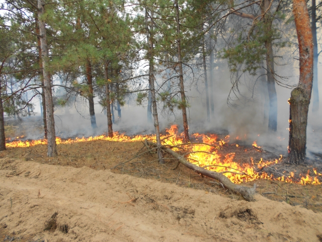 В Габале тушат лесной пожар