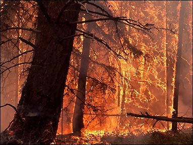 Сильный ветер затрудняет тушение лесного пожара в Габале