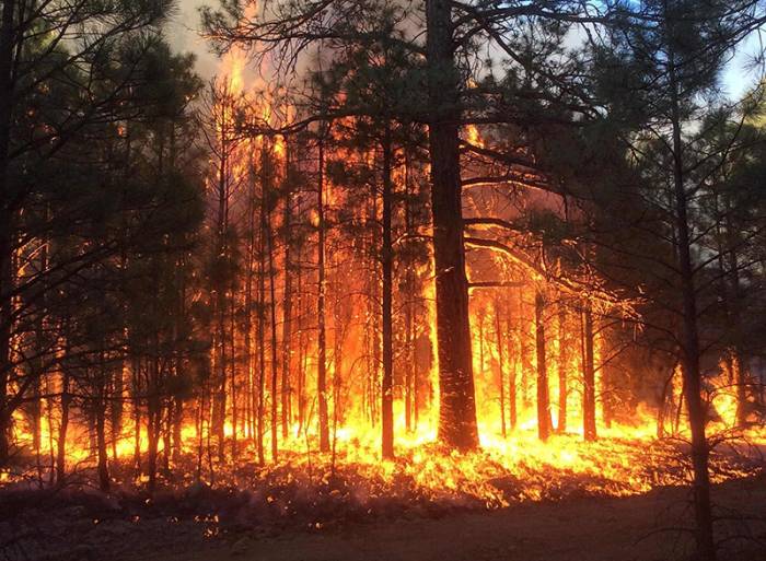 Лесной пожар вспыхнул на юго-востоке Турции