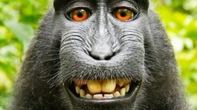 Британский фотограф отсудил авторские права на селфи обезьяны