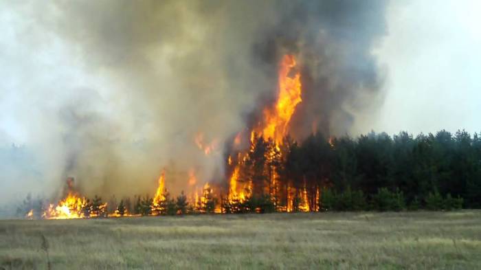 Пожар в Исмаиллы: горит лес 