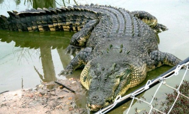 Крокодил убил заклинателя в Индонезии (ВИДЕО)