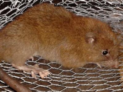 Зоологи открыли гигантских крыс-древолазов