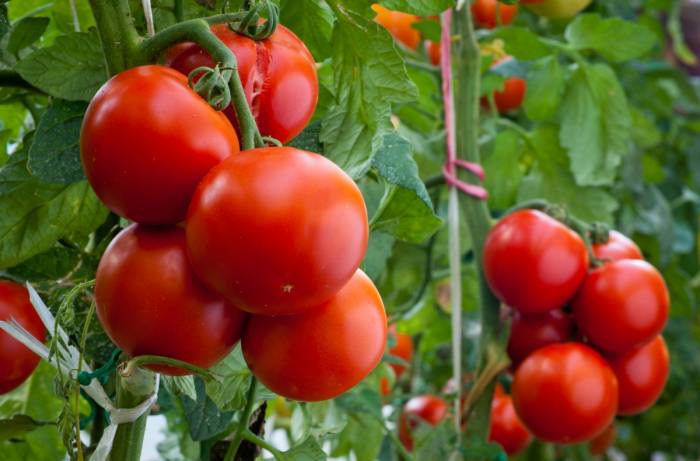 Россия разрешила ввоз томатов из Турции