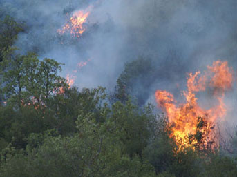 Лесной пожар в Дашкесанском районе