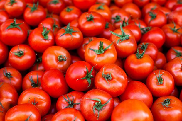 Россия отменила запрет на импорт турецких помидоров