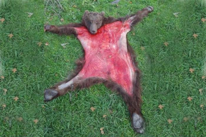 В Губе обнаружен незаконно убитый медведь