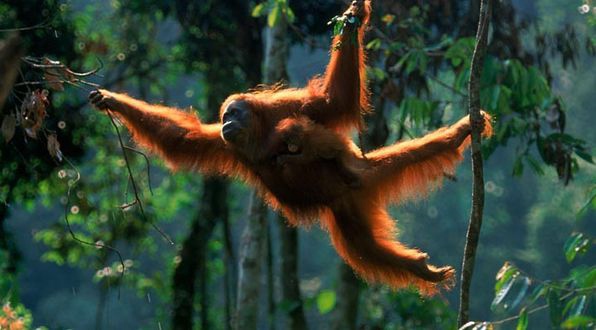 В Индонезии выявлен новый вид орангутанов