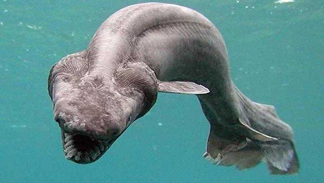 В Португалии поймали доисторическую акулу