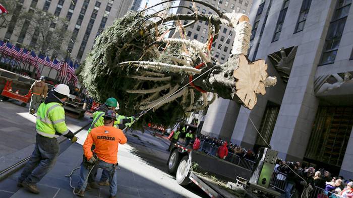 В центре Манхэттена установили главную рождественскую ель Нью-Йорка