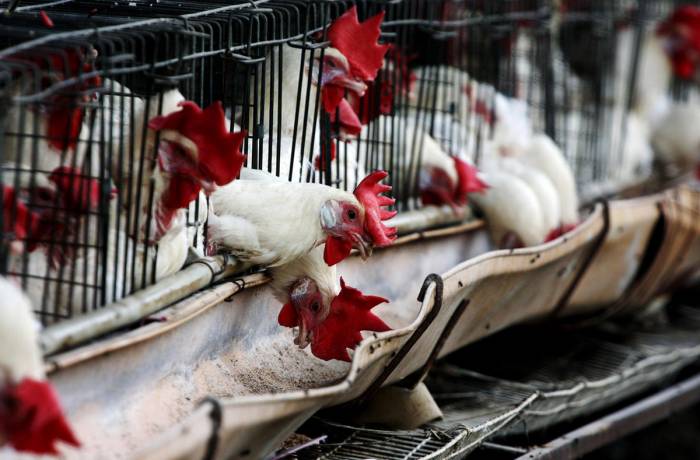 Беларусь ограничивает ввоз птицы из региона Болгарии из-за птичьего гриппа