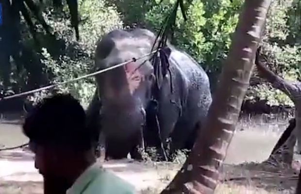 Вся деревня вышла спасать тонущего в грязи слона в Индии