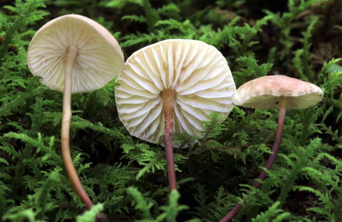В Приморье ученые исследуют грибы, превращающие насекомых в зомби