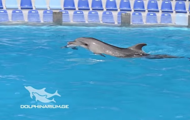 В Батуми дельфиненок родился во время шоу - ВИДЕО