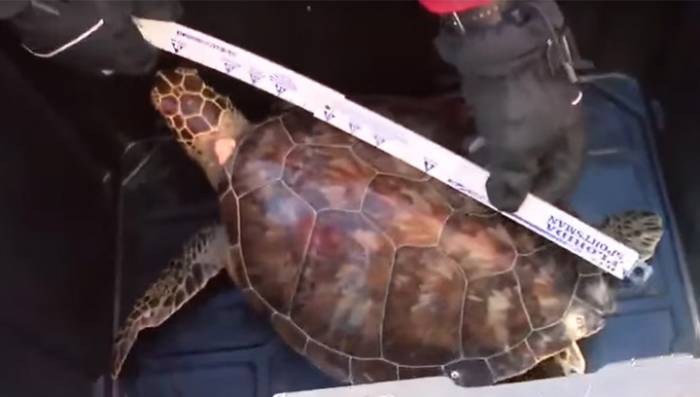 В США спасли 20 замерзших черепах - ВИДЕО