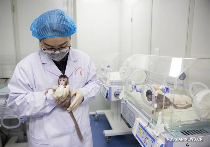 В Китае появились клонированные макаки - ФОТО