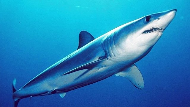 Ученые обнаружили новый вид древних акул