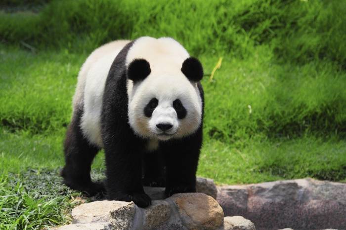 Большая панда в критическом состоянии после операции