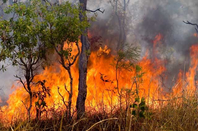 В лесополосе Лерикского и Шабранского районов начался пожар