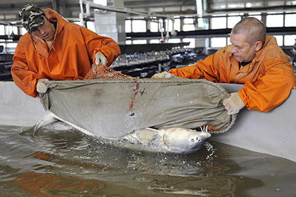 Габалинский завод снизит количество выпускаемых в водоемы лососей