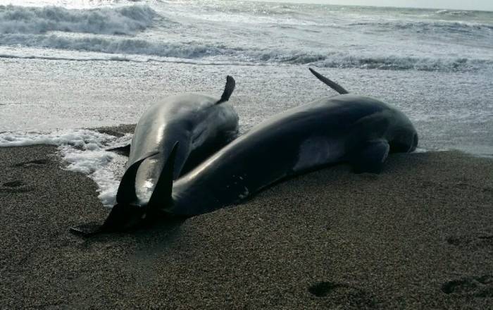 На побережье Новой Зеландии выбросились 32 черных дельфина
