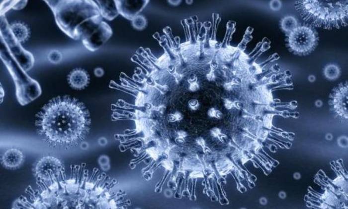 “Бесполезные” иммунные клетки оказались мощным оружием против вирусов