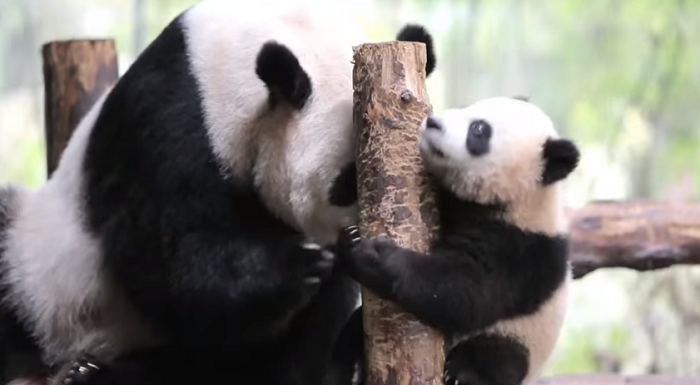 В Китае придумывают имена для панд