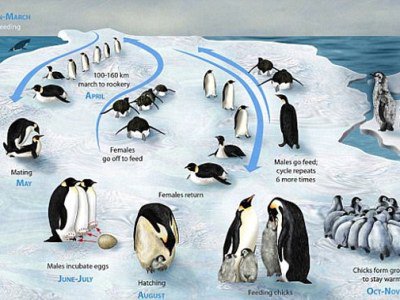 Императорский пингвин установил мировой рекорд
