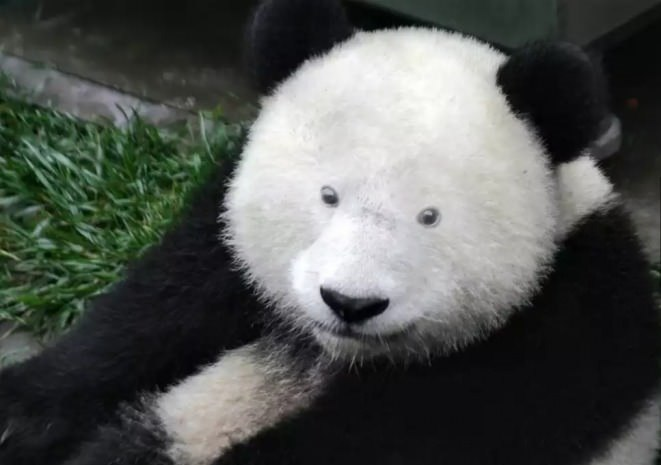 У некоторых панд в китайском Чэнду исчезли темные круги под глазами
