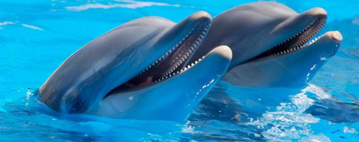 В Мехико запретили представления с участием дельфинов