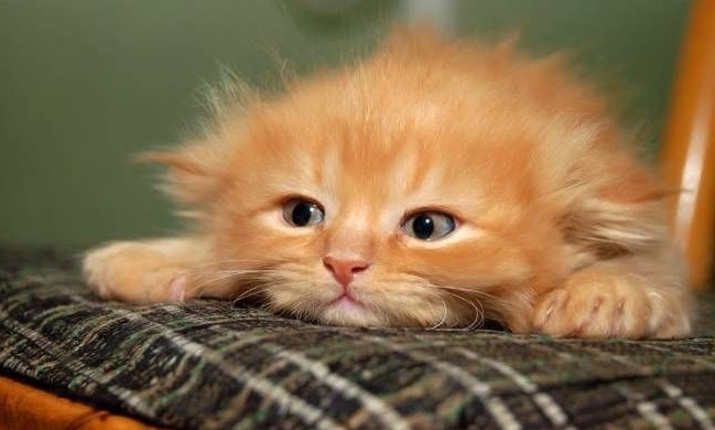 До слёз : В Баку спасли застрявшего котенка - ВИДЕО 