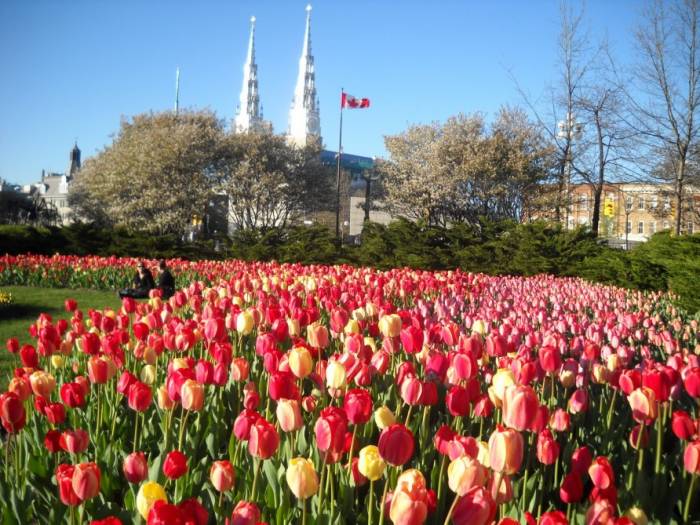 Столица Канады утонула в тюльпанах