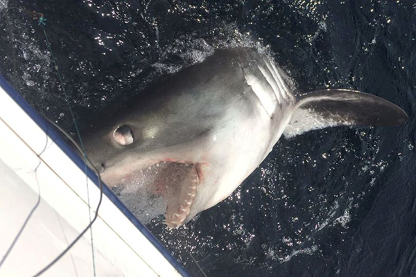 Рыбак 45 минут боролся с трехметровой акулой и победил