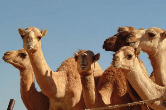 В ОАЭ найдены верблюды-разносчики эпидемии

