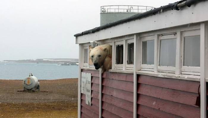 Объевшийся шоколада медведь не смог вылезти из окна отеля - ВИДЕО 